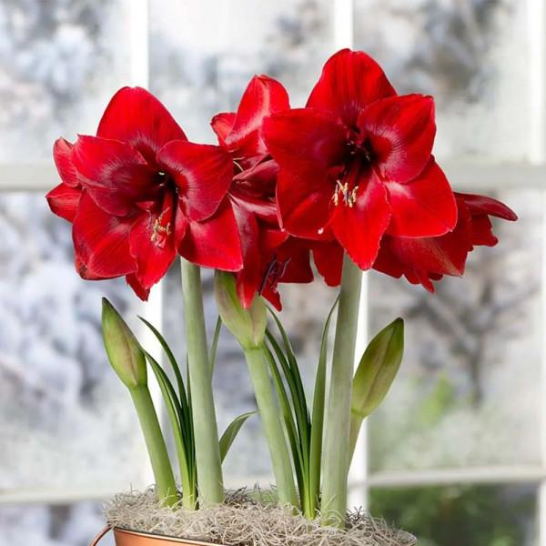 實用分享丨30款年宵花鑑賞，觀花的、賞果的都有…你最喜歡哪個？