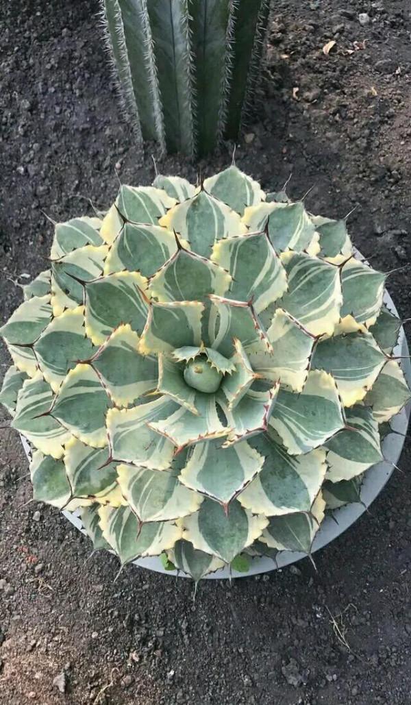 居家優雅的綠植（二）