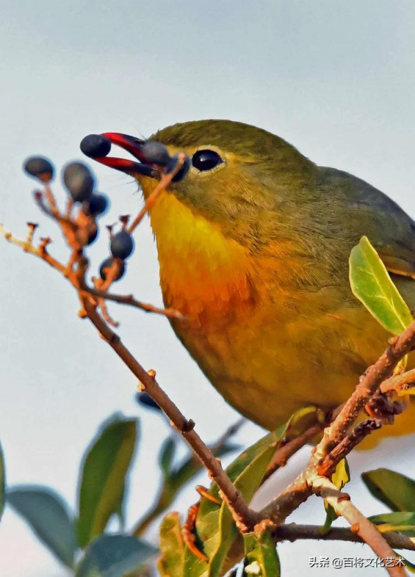 「百將文化」紅嘴相思鳥羽衣華麗、動作活潑、姿態優美、鳴聲悅耳 「百將文化」紅嘴相思鳥羽衣華麗、動作活潑、姿態優美、鳴聲悅耳