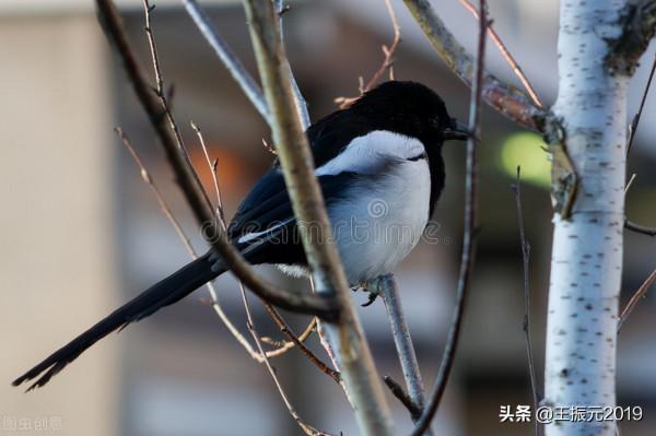 山雞、喜鵲、鴿子破壞莊稼幼苗,怎麼防治?經驗農民告訴你 山雞、喜鵲、鴿子破壞莊稼幼苗,怎麼防治?經驗農民告訴你