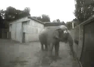 大象到底有多聰明? 大象到底有多聰明?