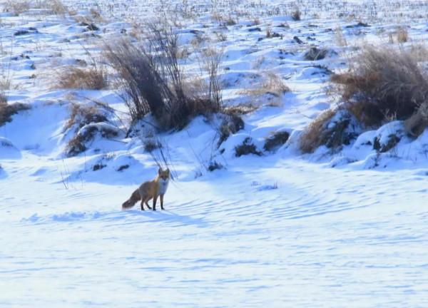 家鄉的雪山飛狐 家鄉的雪山飛狐