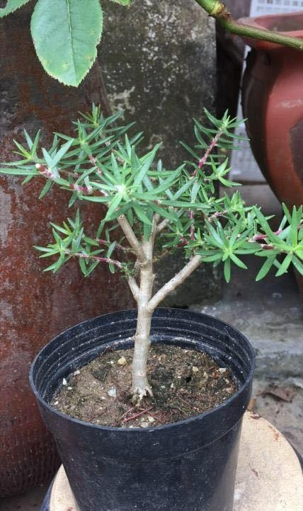 6種便宜花，用心養一年，麻雀變鳳凰，越養越精貴