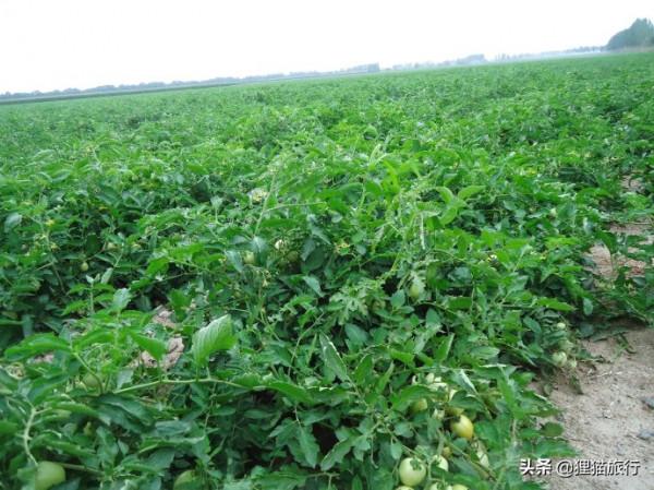 新疆有一個叫芳草湖的地方,有6萬多人口,位於呼圖壁河下游 新疆有一個叫芳草湖的地方,有6萬多人口,位於呼圖壁河下游