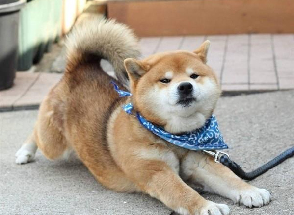 訓練篇：柴犬一生最佳的訓練時間，請你好好“把握”