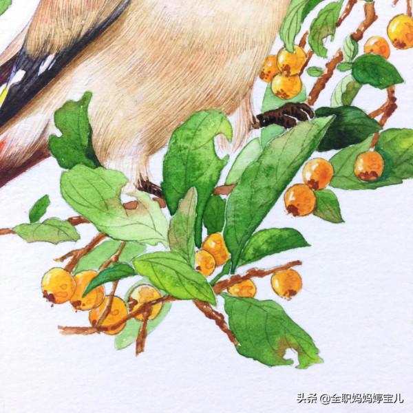 分享——栩栩如生的水彩鳥兒圖