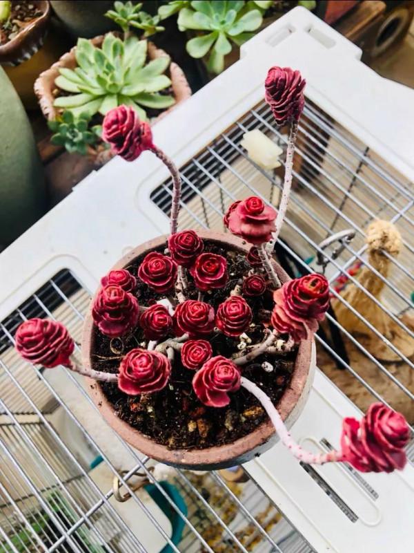 看了就想抱回家的多肉