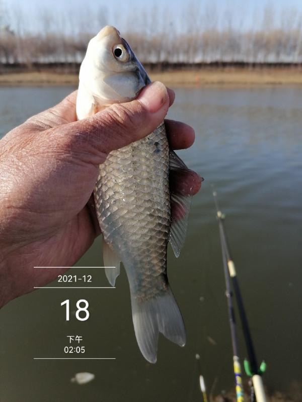 寒風凌冽再戰清河,鯽魚妹妹熱情似火 寒風凌冽再戰清河,鯽魚妹妹熱情似火