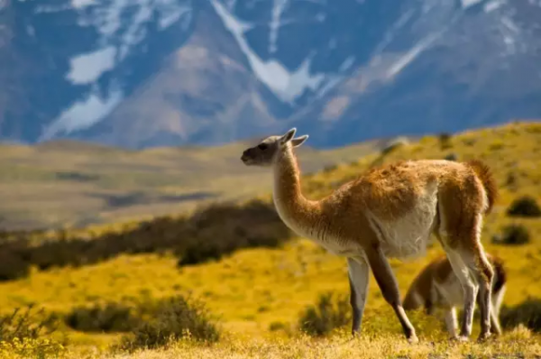 阿爾巴卡面料，你瞭解麼？