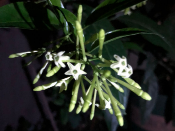 10種“髒髒”花,愛乾淨的人別養,會招蟲子 10種“髒髒”花,愛乾淨的人別養,會招蟲子