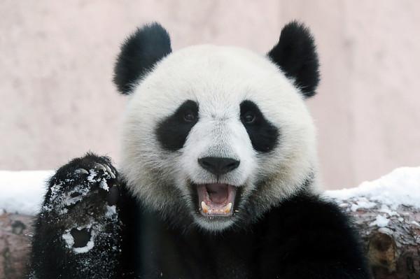 13個你不知道的冷知識,大熊貓在唐朝也是國寶? 13個你不知道的冷知識,大熊貓在唐朝也是國寶?