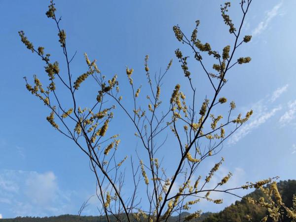 行走大瑤山