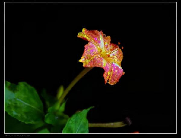 紫茉莉:細粉胭脂女兒心 紫茉莉:細粉胭脂女兒心