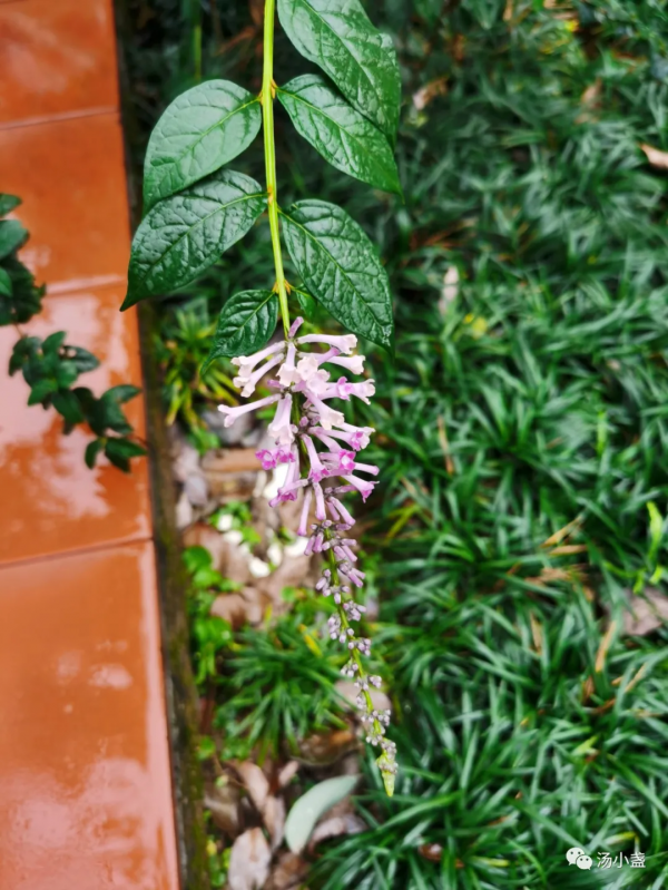 可用來麻醉活魚的醉魚草