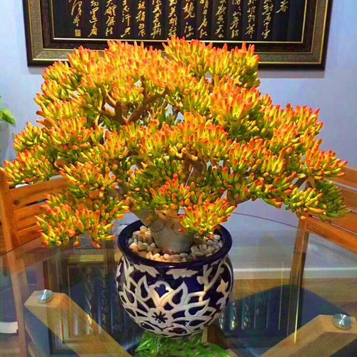 8種“吉祥花”,客廳養一盆,高貴又大氣,養人又“旺家” 8種“吉祥花”,客廳養一盆,高貴又大氣,養人又“旺家”