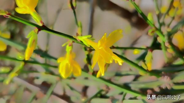 冬天的遺憾，一定會被春風溫柔的化解