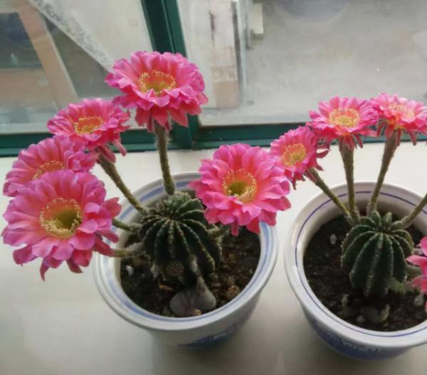 家養3種“仙人球”,耐旱好養活,淨空氣吸輻射,花開大朵真驚豔 家養3種“仙人球”,耐旱好養活,淨空氣吸輻射,花開大朵真驚豔