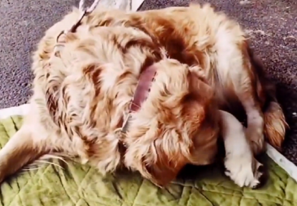 四川：狗肉車產子的金毛，依然母愛十足，還好之後它們遇到好心人