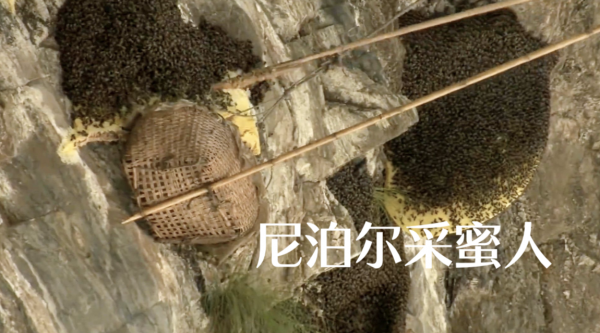 這就是尼泊爾採蜜人：懸在100米高空，被遮天蔽日的蜜蜂爬滿衣服