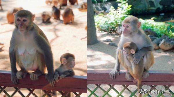 南灣猴島丨邀你赴一場別樣的“做客”之旅