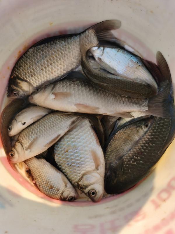 回顧近期垂釣經歷,總結經驗以利再戰 回顧近期垂釣經歷,總結經驗以利再戰