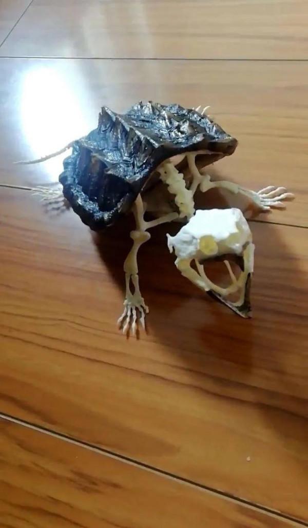 漏電掛了一隻大鱷