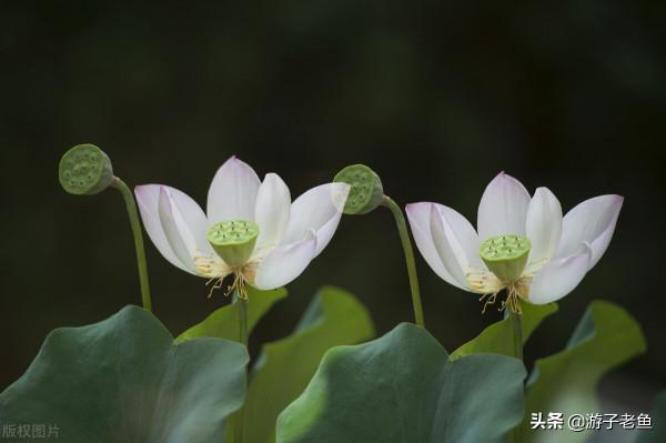 中秋節，今夜請不要哭泣