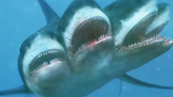 鯊魚翅你吃過嗎？