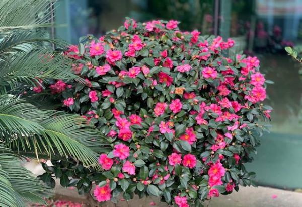 新年養&OpenCurlyDoubleQuote;3種花&rdquo;，喜慶漂亮好打理，花朵大葉片美，冬季大放光彩