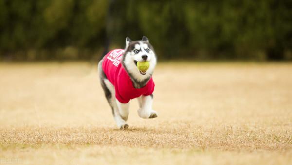 看似二哈，其實很摳門的上升星座，會是你嗎？
