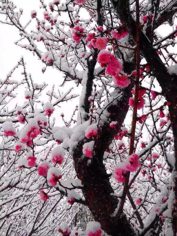 明日立冬，送你一組梅花圖，一首詩詞，願閤家團圓過暖冬