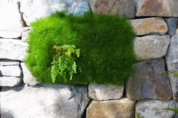 石頭縫裡這樣玩，它也可以成為庭院裡一道亮麗的景緻