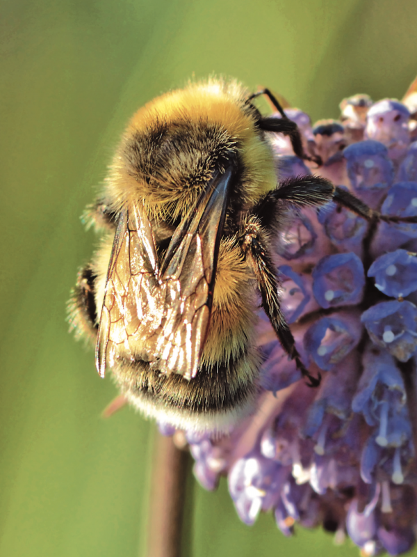 在本貝丘拉島上,探秘卓熊蜂的生存法則 在本貝丘拉島上,探秘卓熊蜂的生存法則