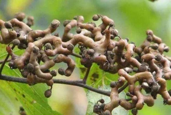 奇花異果有限公司年會（近百位奇花異果參加了本次年會）