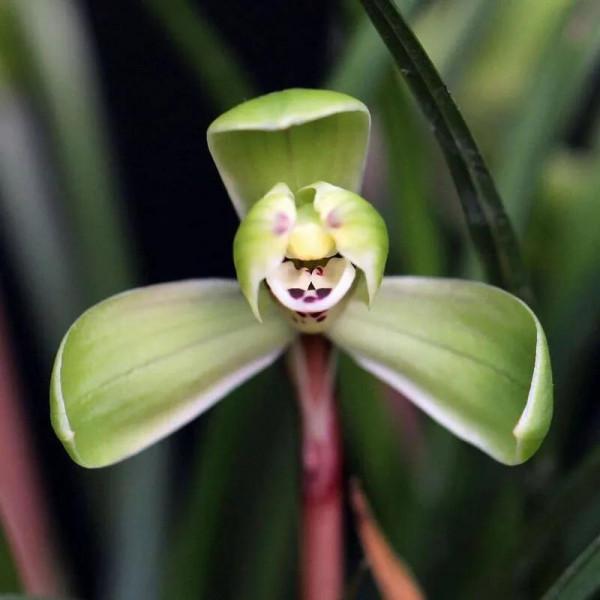 春蘭名品賞析（二）