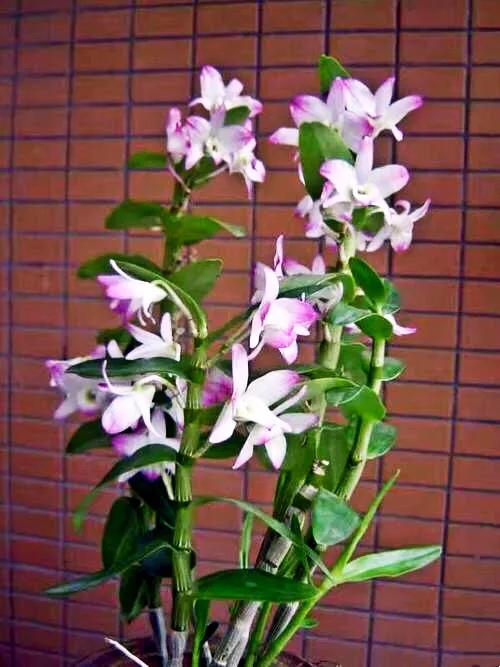 春石斛蘭花～花朵多彩，莖葉美麗；型態雍容華貴