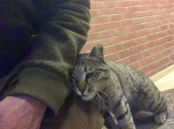 BC省大橘貓失蹤三年後在安省與主人重聚