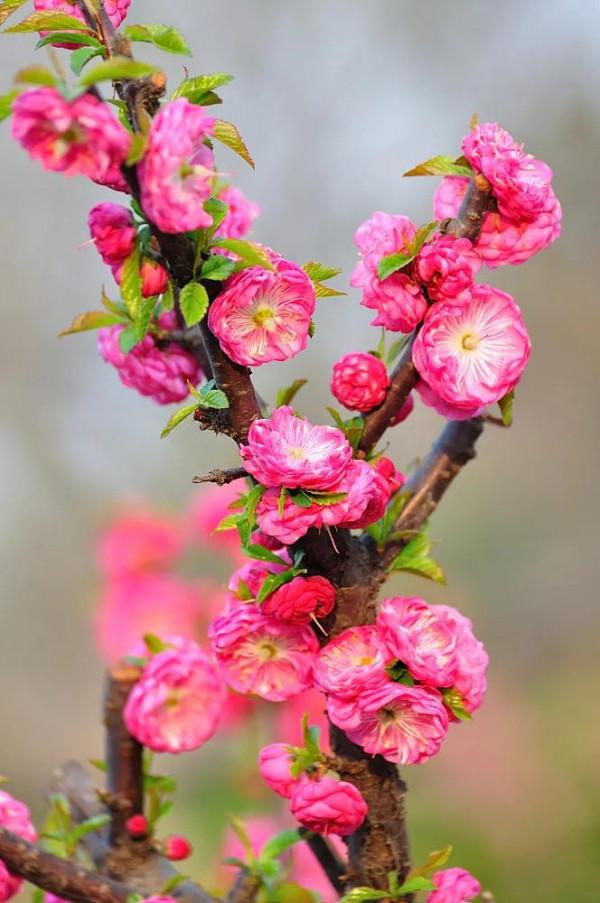 榆葉梅，開花時既見花也見葉，其實不是梅花呢