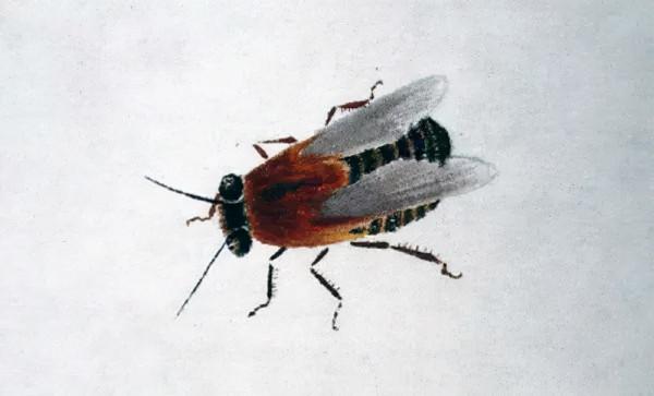 齊白石筆下的飛蟲,精細之極 齊白石筆下的飛蟲,精細之極