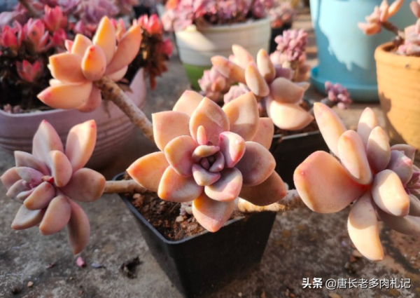 多肉冬美人跟秋麗比高低？冬美人皮實更勝一籌，秋麗顏值略勝一分