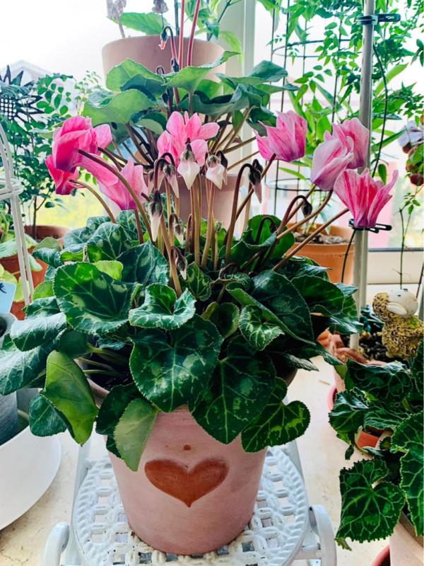 冬天就養這4種花，從冬一直開到夏，好養又漂亮人見人愛