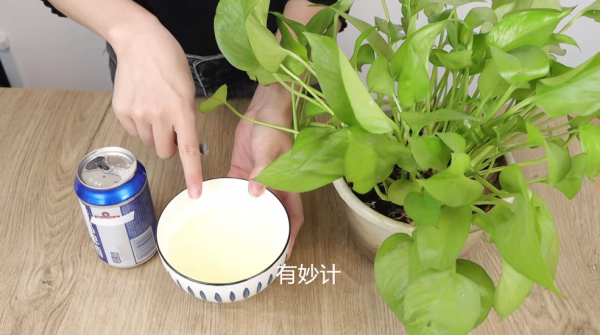 花盆中撒一把，再難養的花，幾天就能根壯葉綠長爆盆，太厲害了