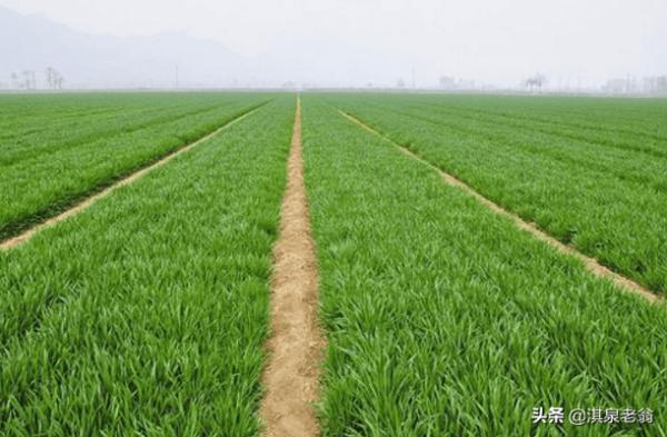 小麥播種量如何確定？是密了高產，還是稀了高產