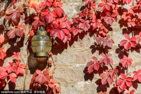 顏值爆表！北京熱門賞秋地，紅葉盛宴即將來襲~
