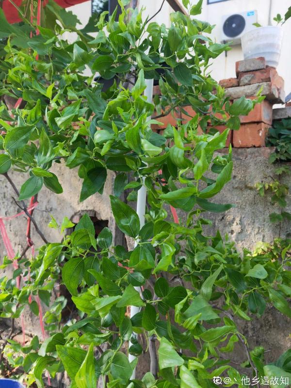 “我家門前兩棵樹”，3步養棗樹，紅紅綠綠掛枝頭