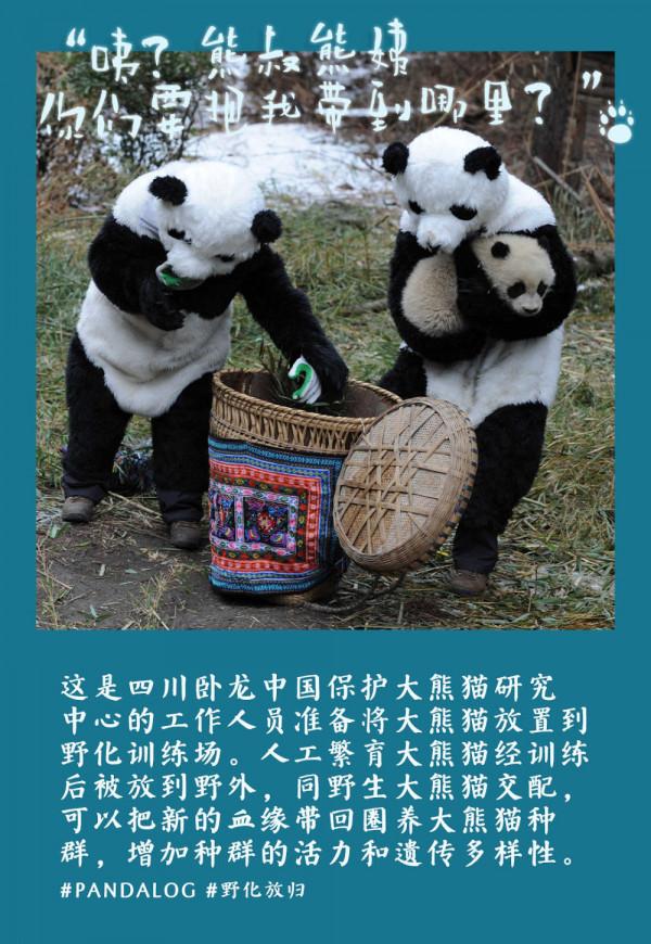 鏡觀中國丨大熊貓的30張拍立得：一部保護“滾滾”的PLOG