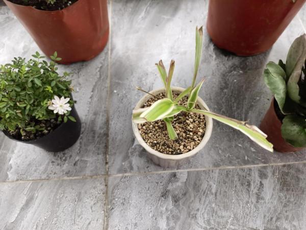 陽臺植物生長日記_第6天