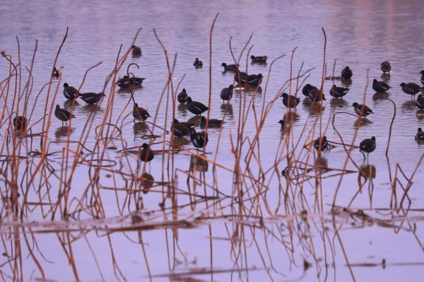 江西泰和：冬日溼地候鳥覓食