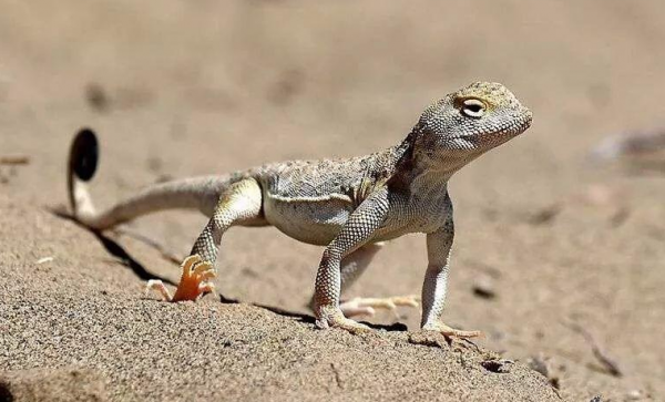 如果把所有沙漠都變成森林會怎樣？科學家：代價恐怕難以承受