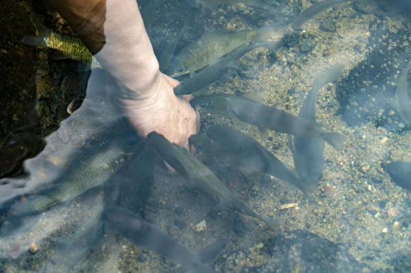 海南：在久溫塘冷泉體驗&OpenCurlyDoubleQuote;小魚按摩&rdquo;